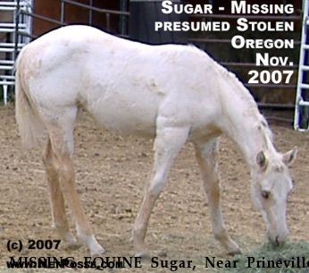 MISSING EQUINE Sugar, Near Prineville, OR, 97754